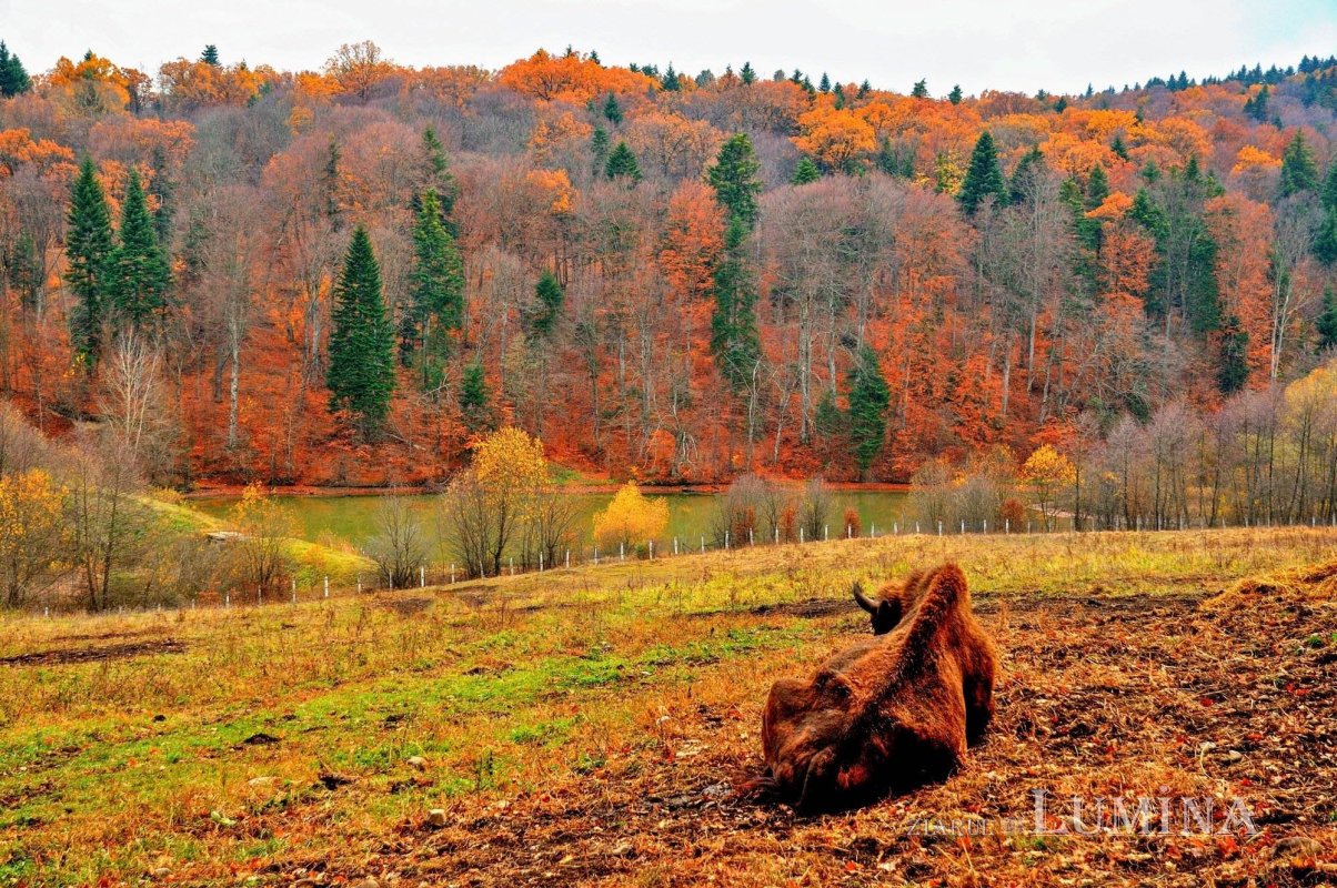 Fotografii artistice ale Publicațiilor Lumina 226611