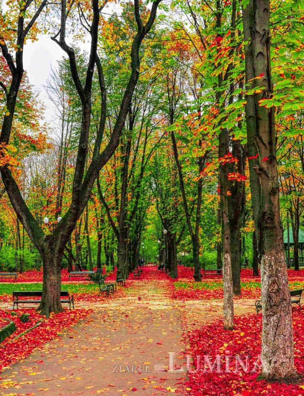 Fotografii artistice ale Publicațiilor Lumina 228749