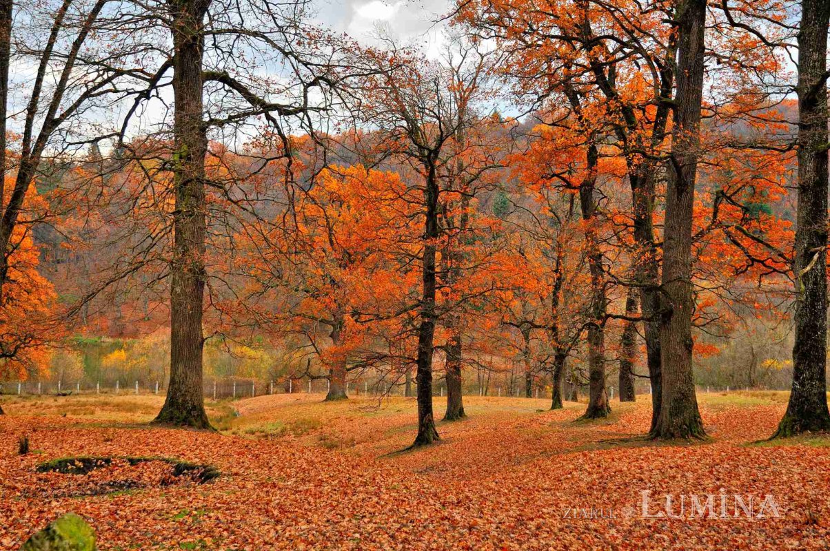 Fotografii artistice ale Publicațiilor Lumina 230684
