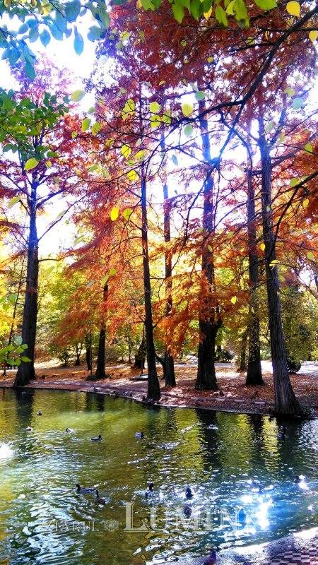 Fotografii artistice ale Publicațiilor Lumina 234490