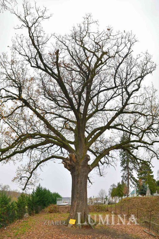 Sfântul Cuvios Gheorghe, sărbătorit la Mănăstirea Cernica 235995