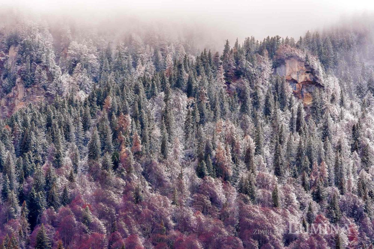 Fotografii artistice ale Publicațiilor Lumina 242709