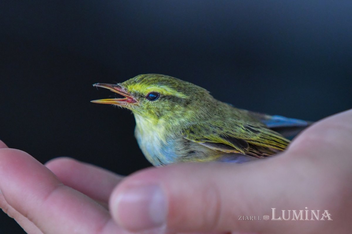Fotografii artistice ale Publicațiilor Lumina 244405