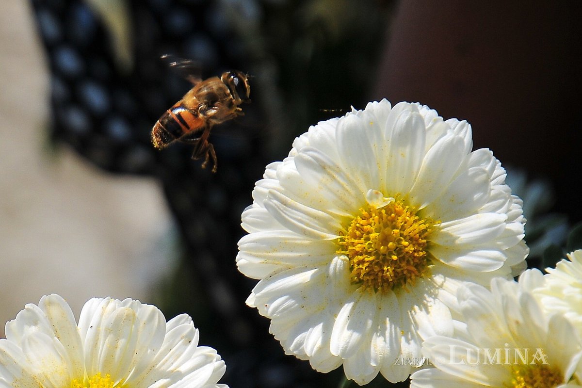 Fotografii artistice ale Publicațiilor Lumina 246920