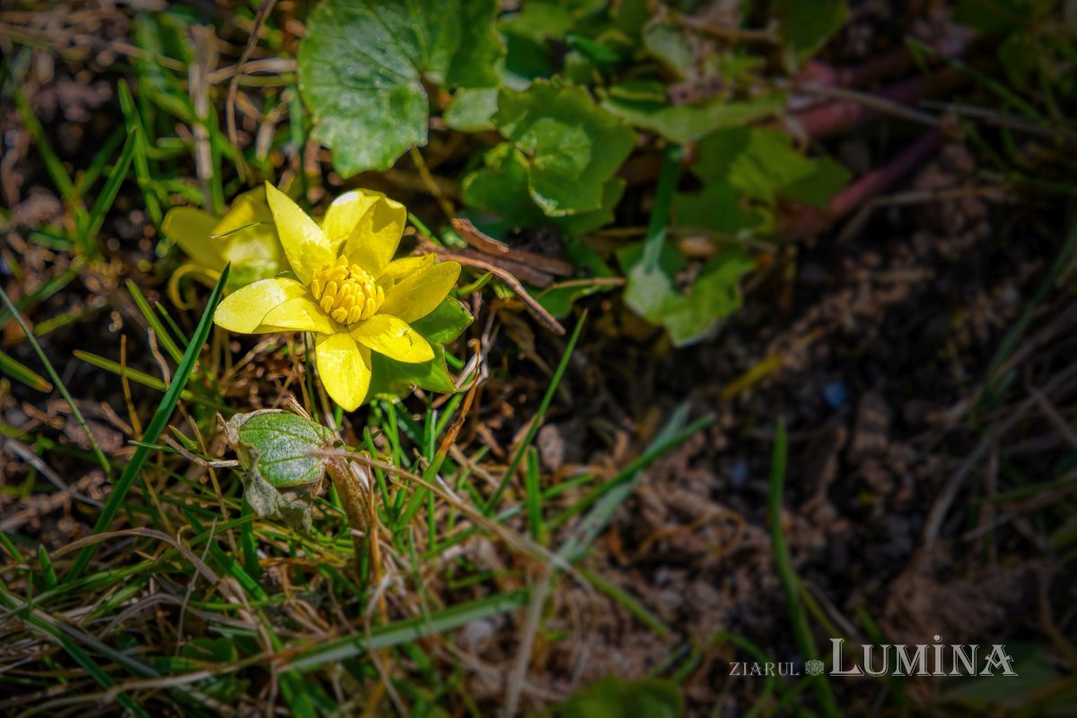Parcul „Grădina Maicii Domnului” al Reşedinţei Patriarhale la început de primăvară  247988
