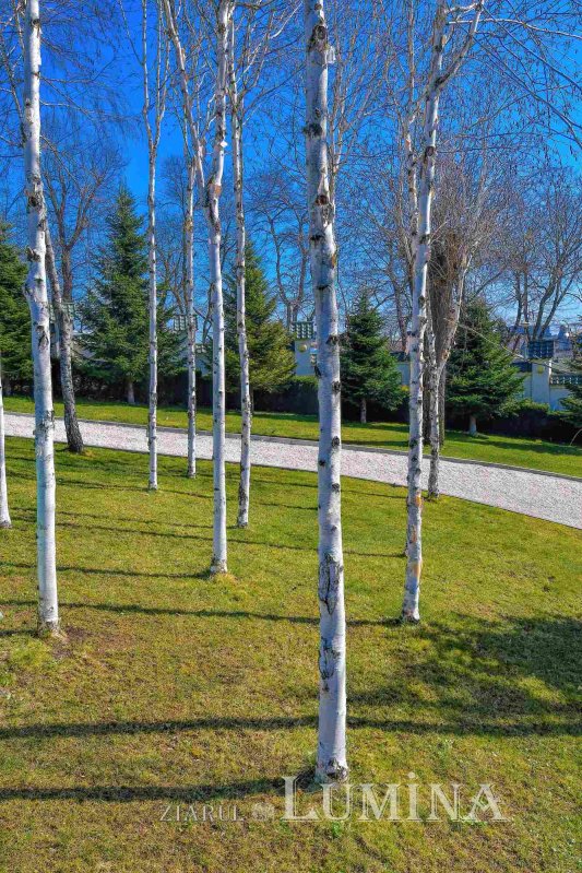 Parcul „Grădina Maicii Domnului” al Reşedinţei Patriarhale la început de primăvară  247990