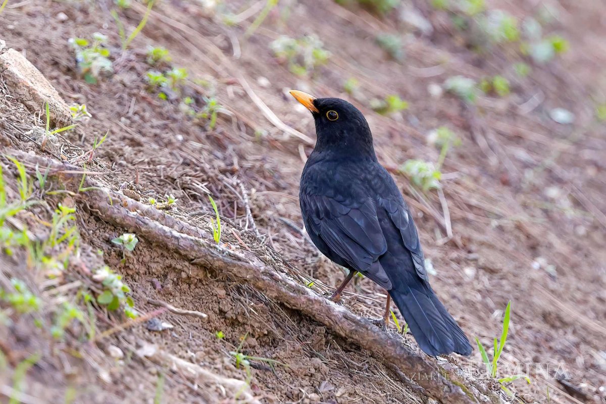 Parcul „Grădina Maicii Domnului” al Reşedinţei Patriarhale la început de primăvară  247992