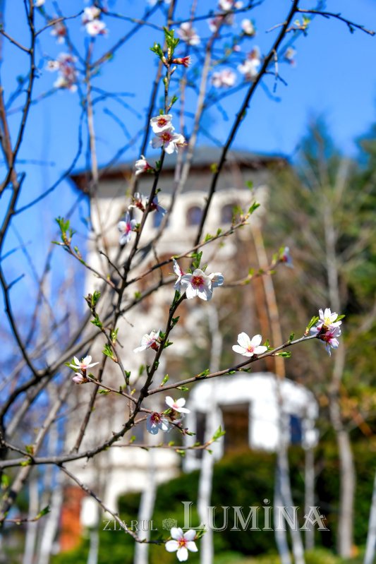 Parcul „Grădina Maicii Domnului” al Reşedinţei Patriarhale la început de primăvară  247993