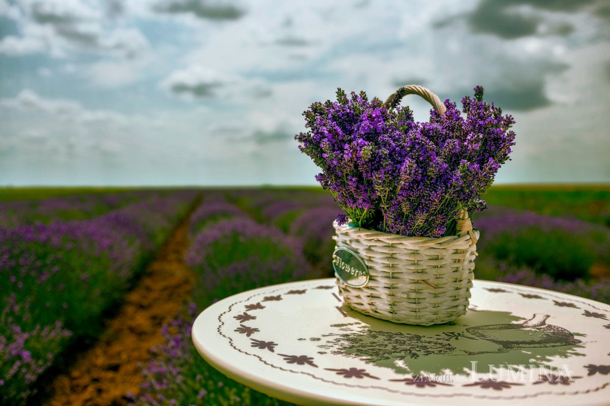 Sclipirile Luminii 249508