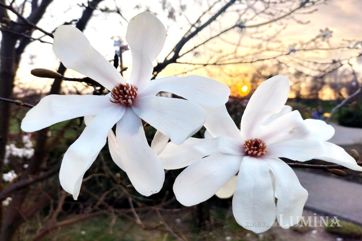 Sclipirile Luminii 251760