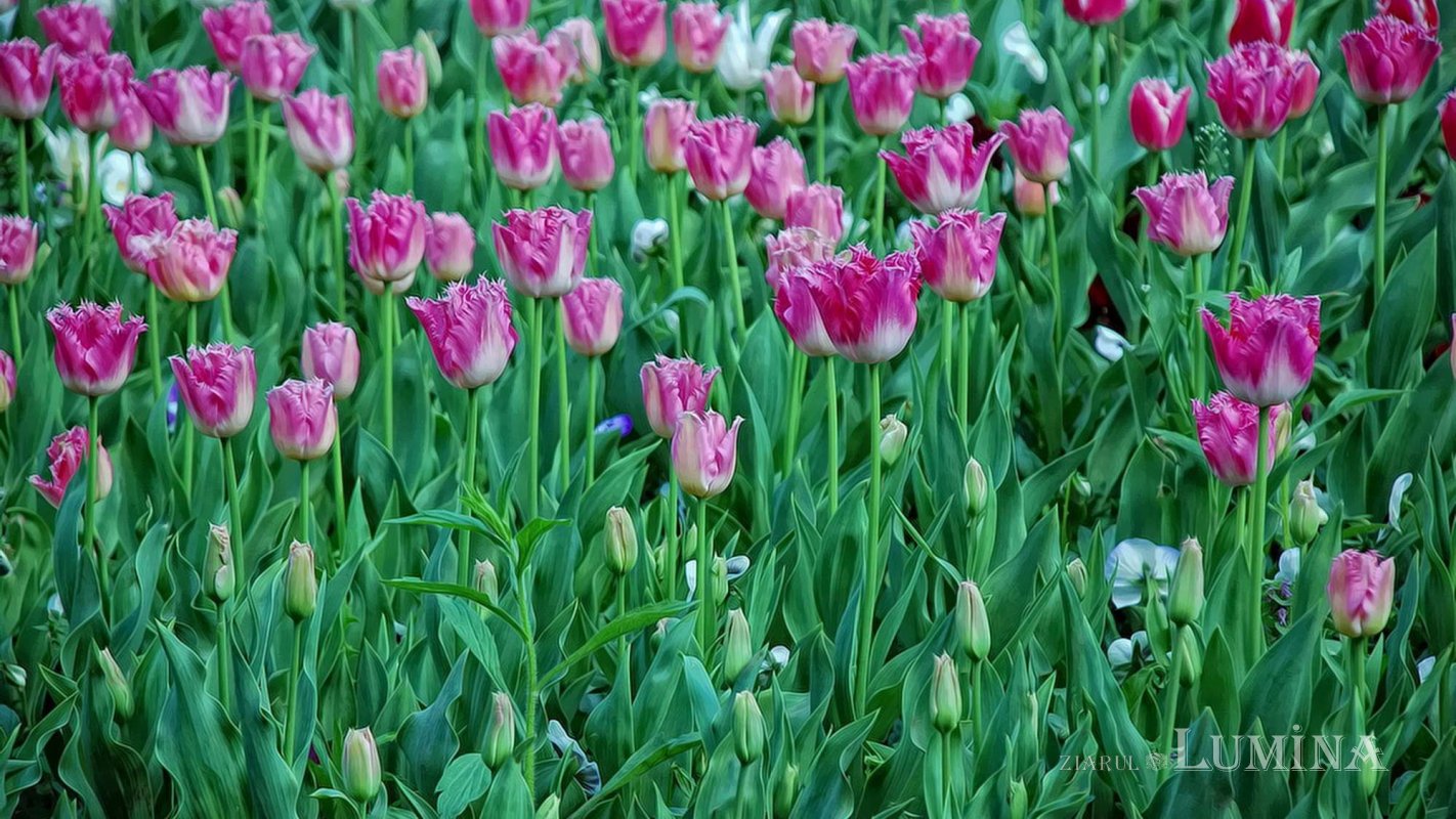 Sclipirile Luminii 252363