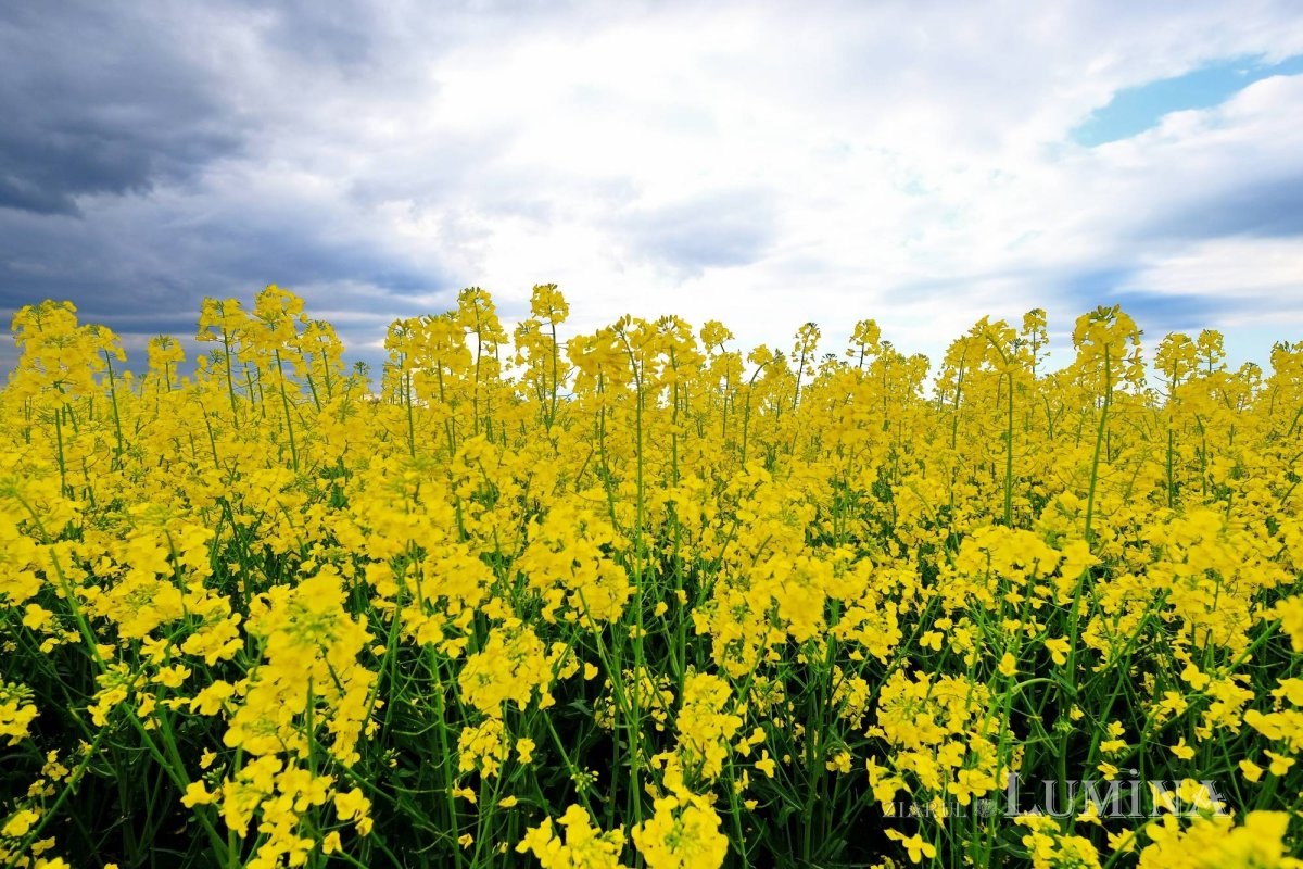 Sclipirile Luminii 253846