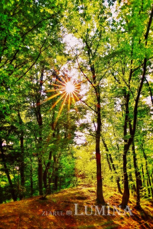 Sclipirile Luminii 257880