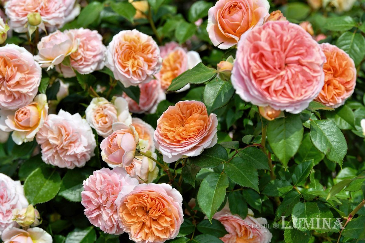 Sclipirile Luminii 259504