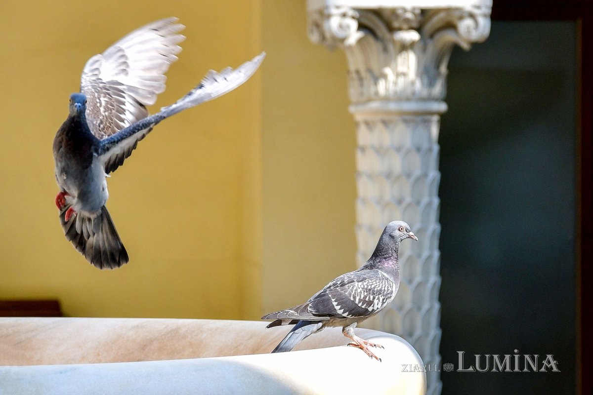 Botezătorul Ioan sărbătorit la Altarul de vară al Reședinței Patriarhale 259712