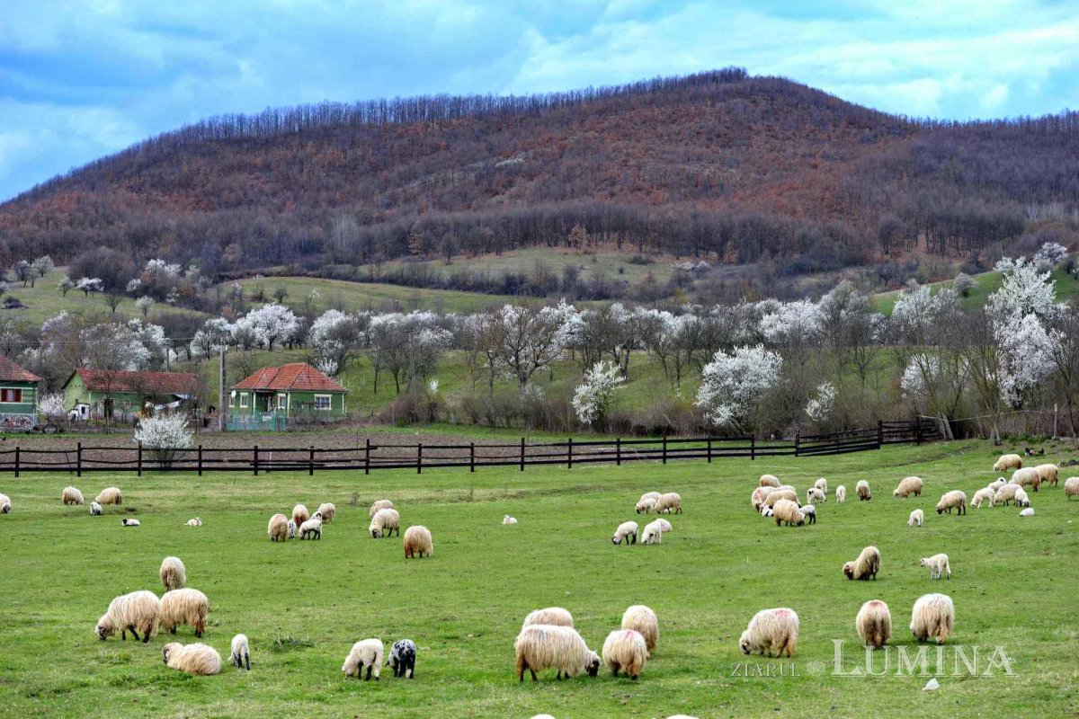 Sclipirile Luminii 260295