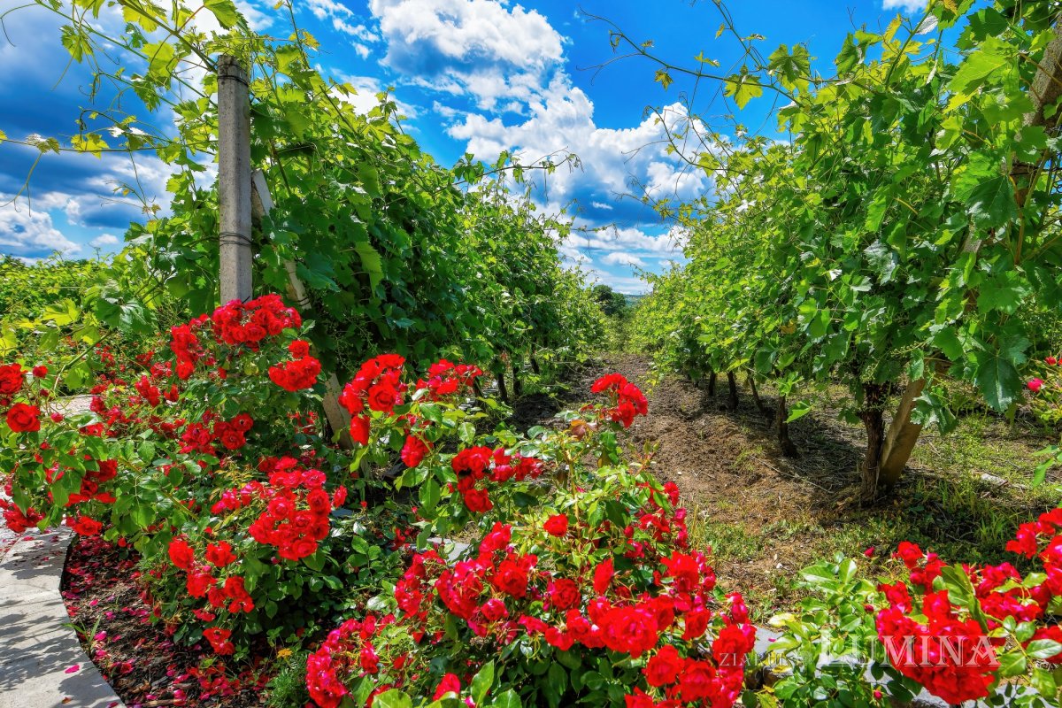 Sclipirile Luminii 262484