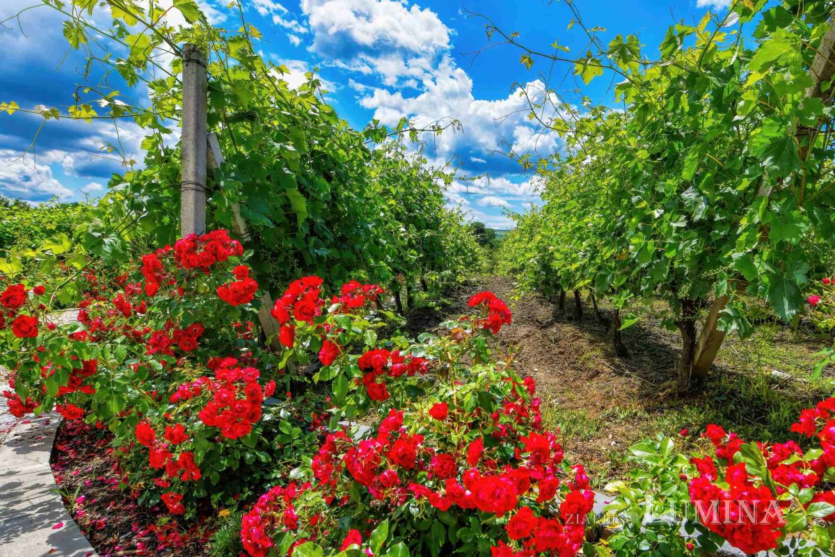 Vinuri noi produse la crama Jercălăi 262729