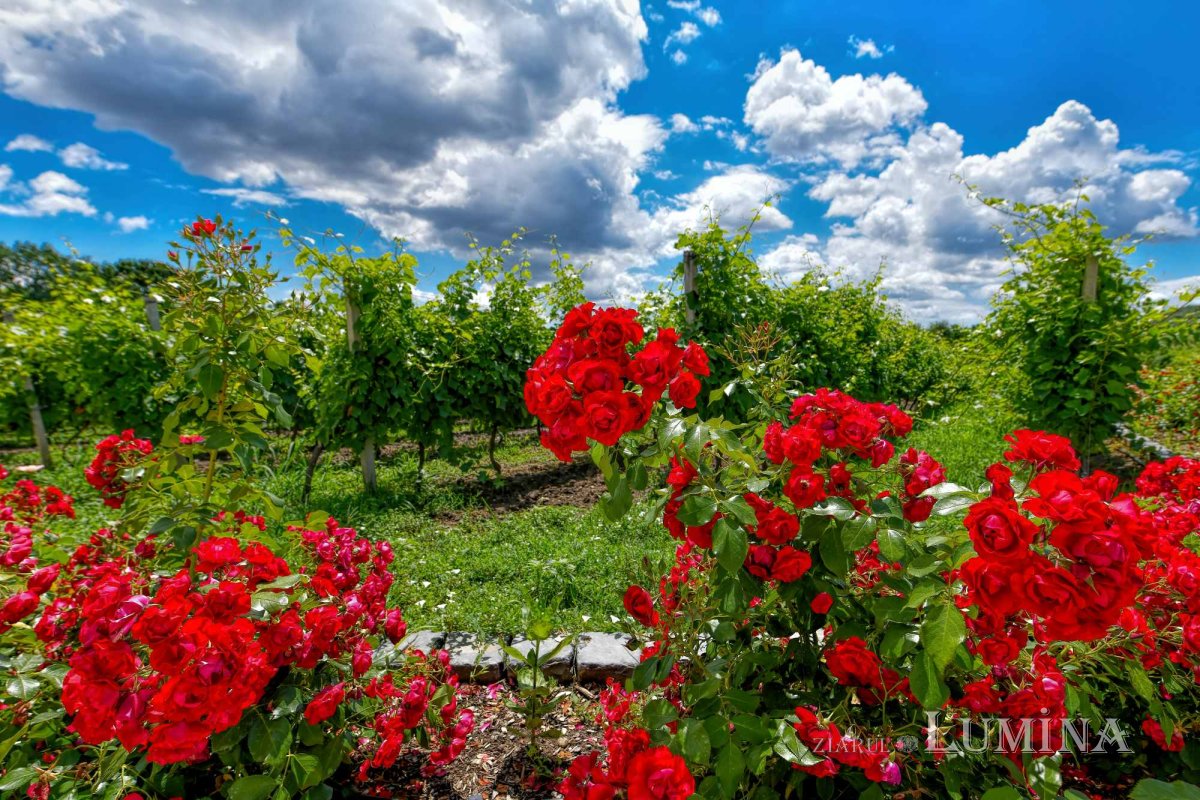 Vinuri noi produse la crama Jercălăi 262732