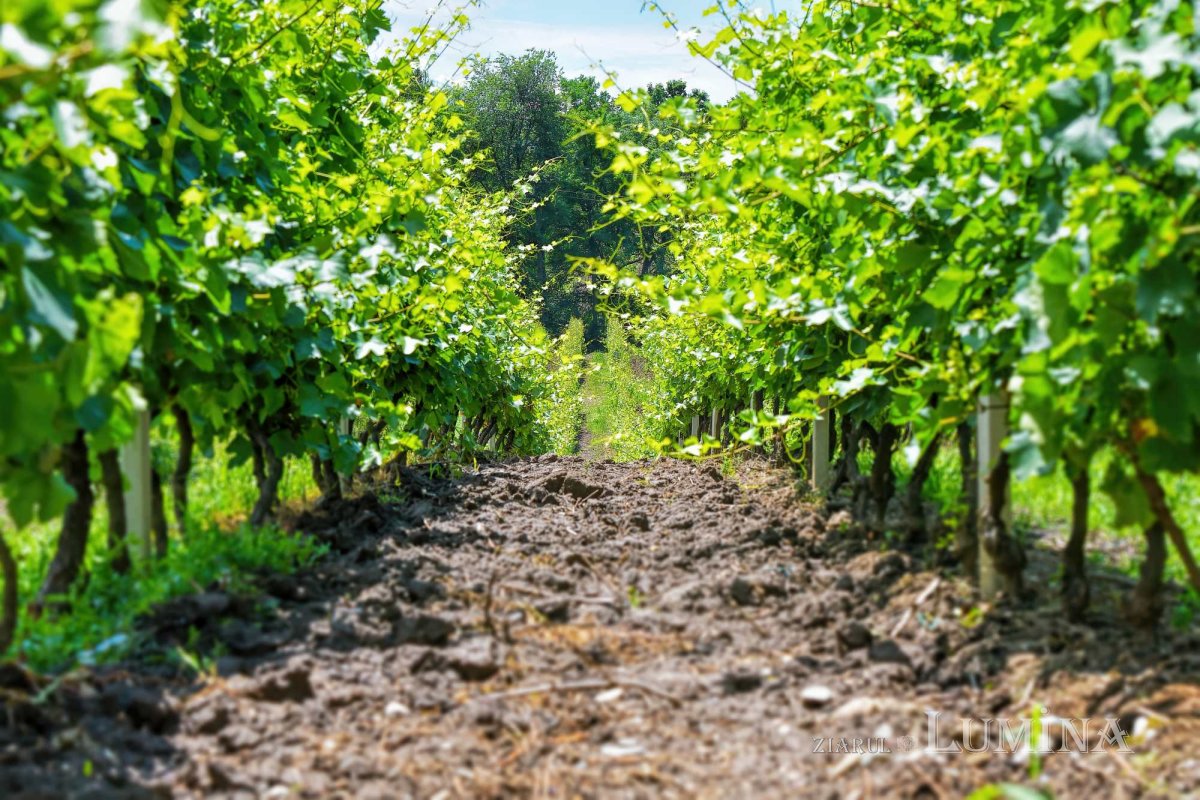 Vinuri noi produse la crama Jercălăi 262734