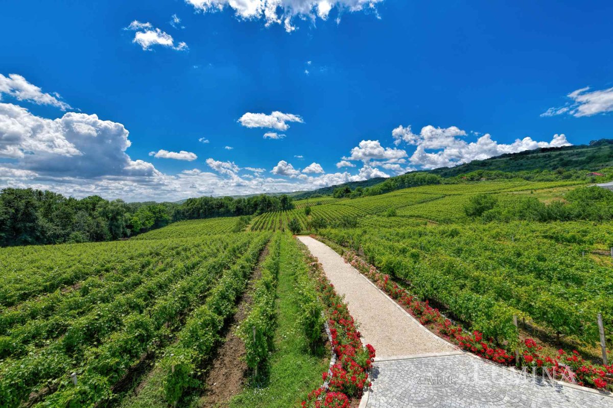 Vinuri noi produse la crama Jercălăi 262736