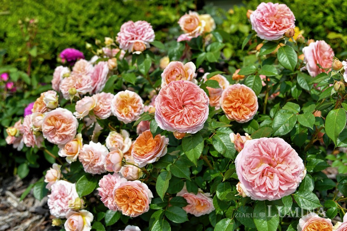 Sclipirile Luminii 263836