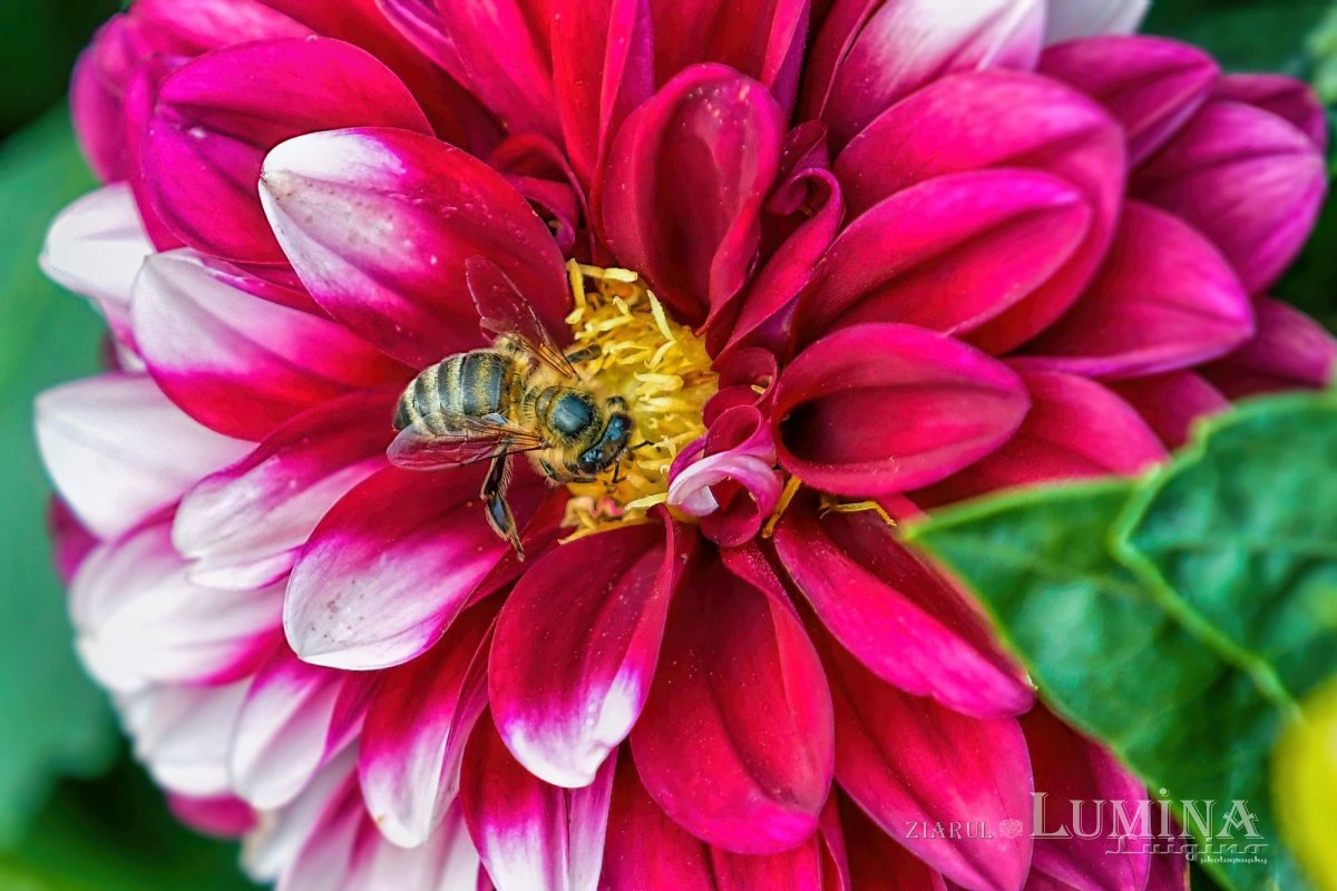 Sclipirile Luminii 266213