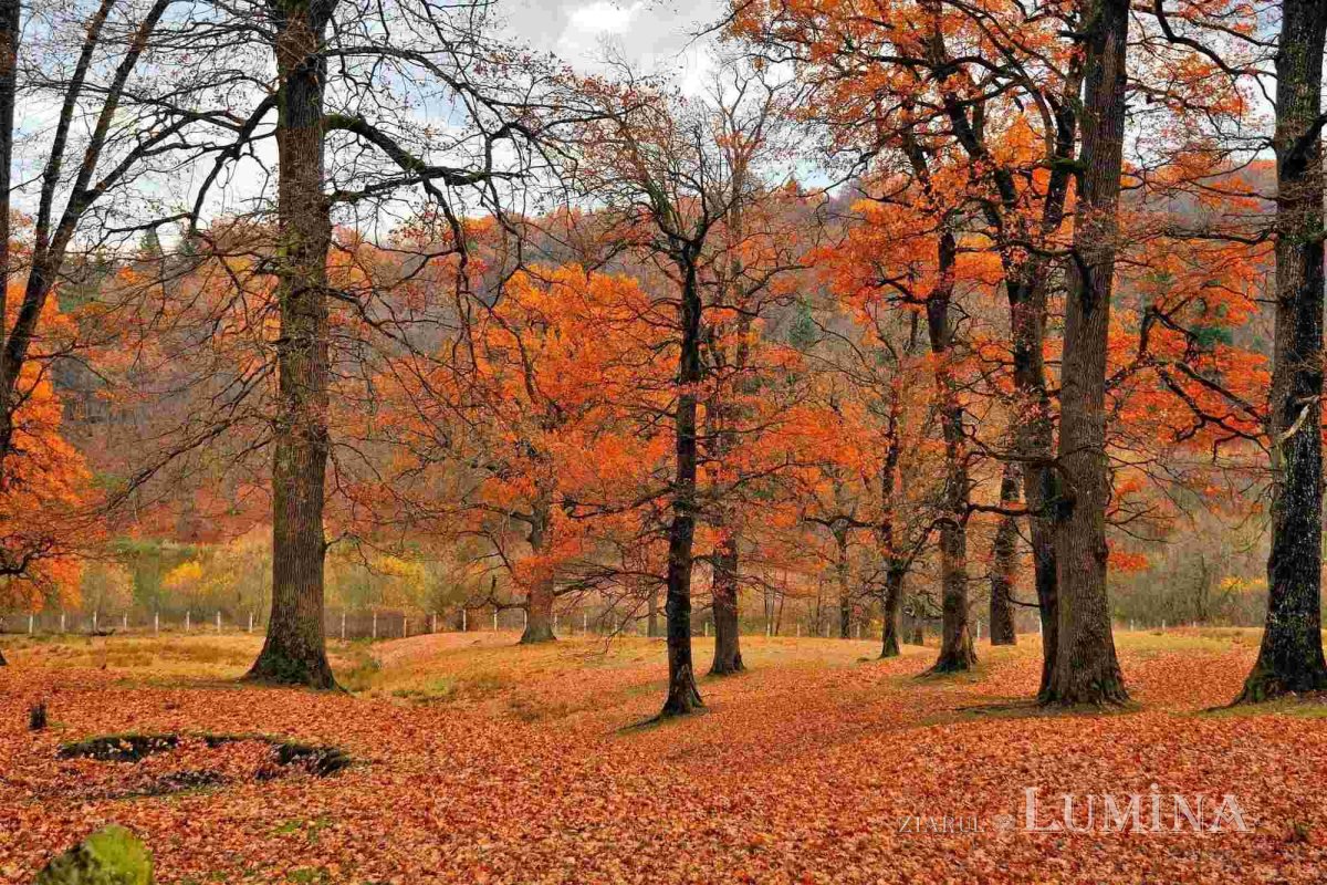 Sclipirile Luminii 273040