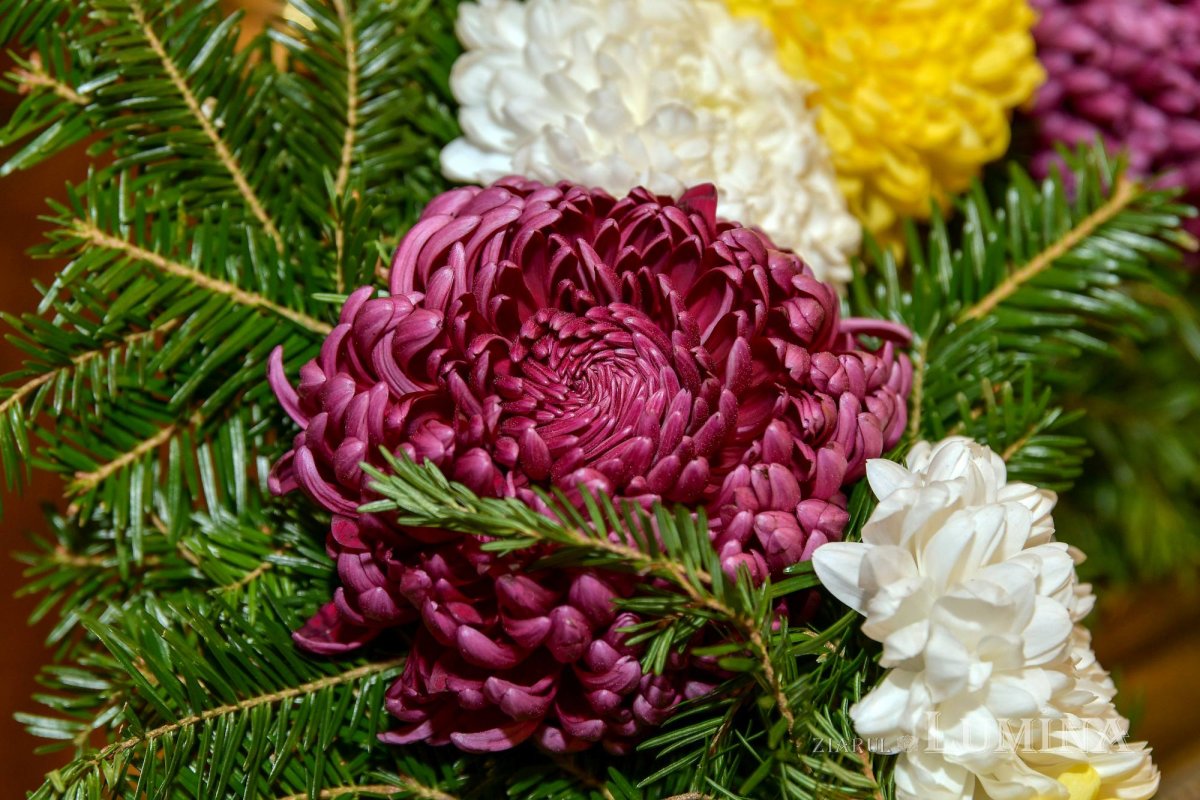 Cinstirea Sfântului Antonie de la Iezerul Vâlcii în biserica sa din Capitală 278006