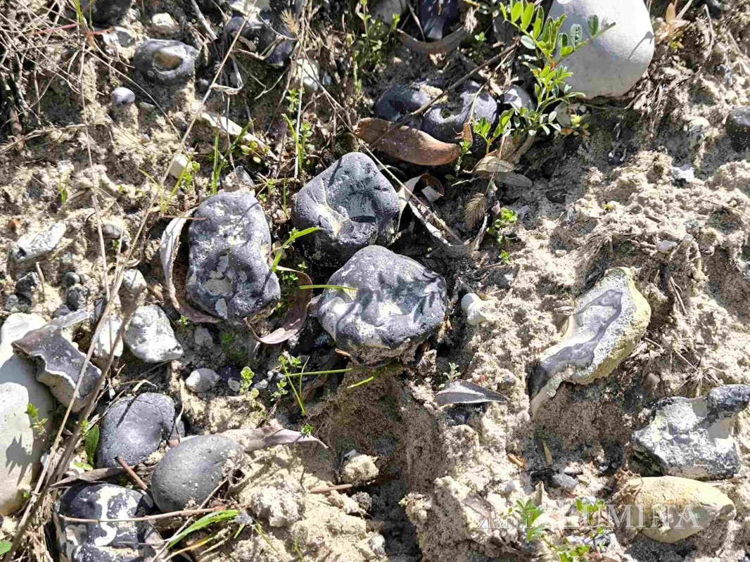 Miorcanii familiei Pillat, o lume a Prutului și a bătrâneții  293113