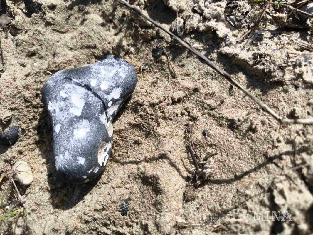 Miorcanii familiei Pillat, o lume a Prutului și a bătrâneții  293121