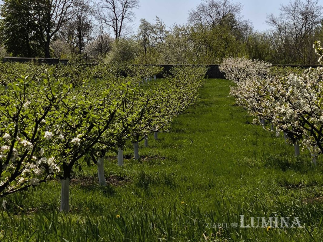 Miorcanii familiei Pillat, o lume a Prutului și a bătrâneții  293130