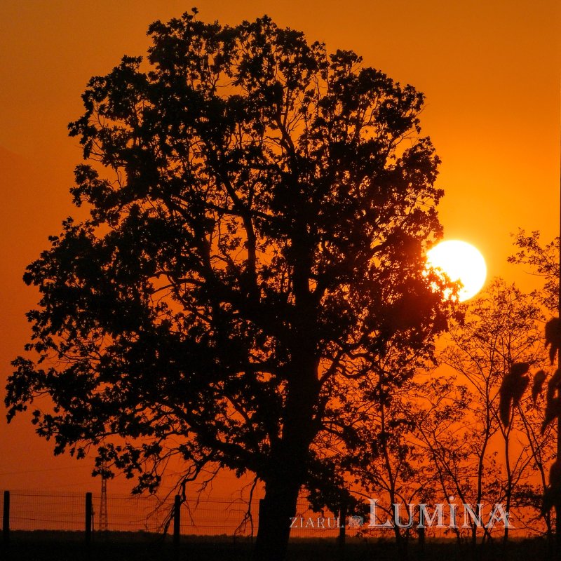 Moaştele Sfântului Mucenic Ciprian întâmpinate la Mănăstirea „Sfânta Treime” din Drăgăneşti Vlaşca 309286