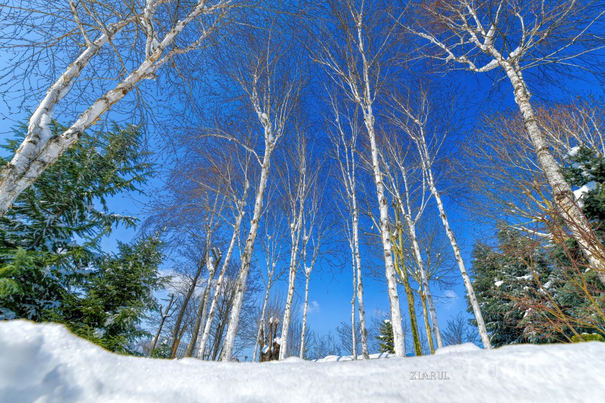 Sclipirile Luminii: Frumuseţea naturii iernatice 324872