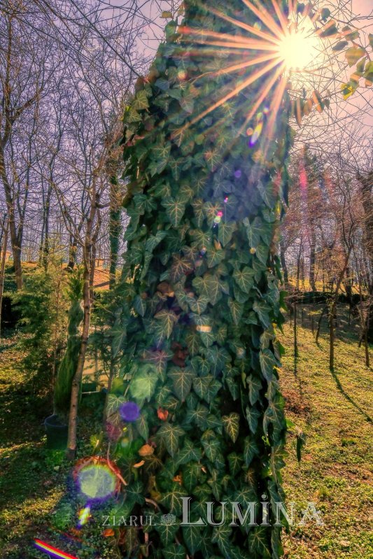 Sclipirile Luminii: Primăvară în Parcul „Grădina Maicii Domnului” al Reşedinţei Patriarhale - 2025 327120