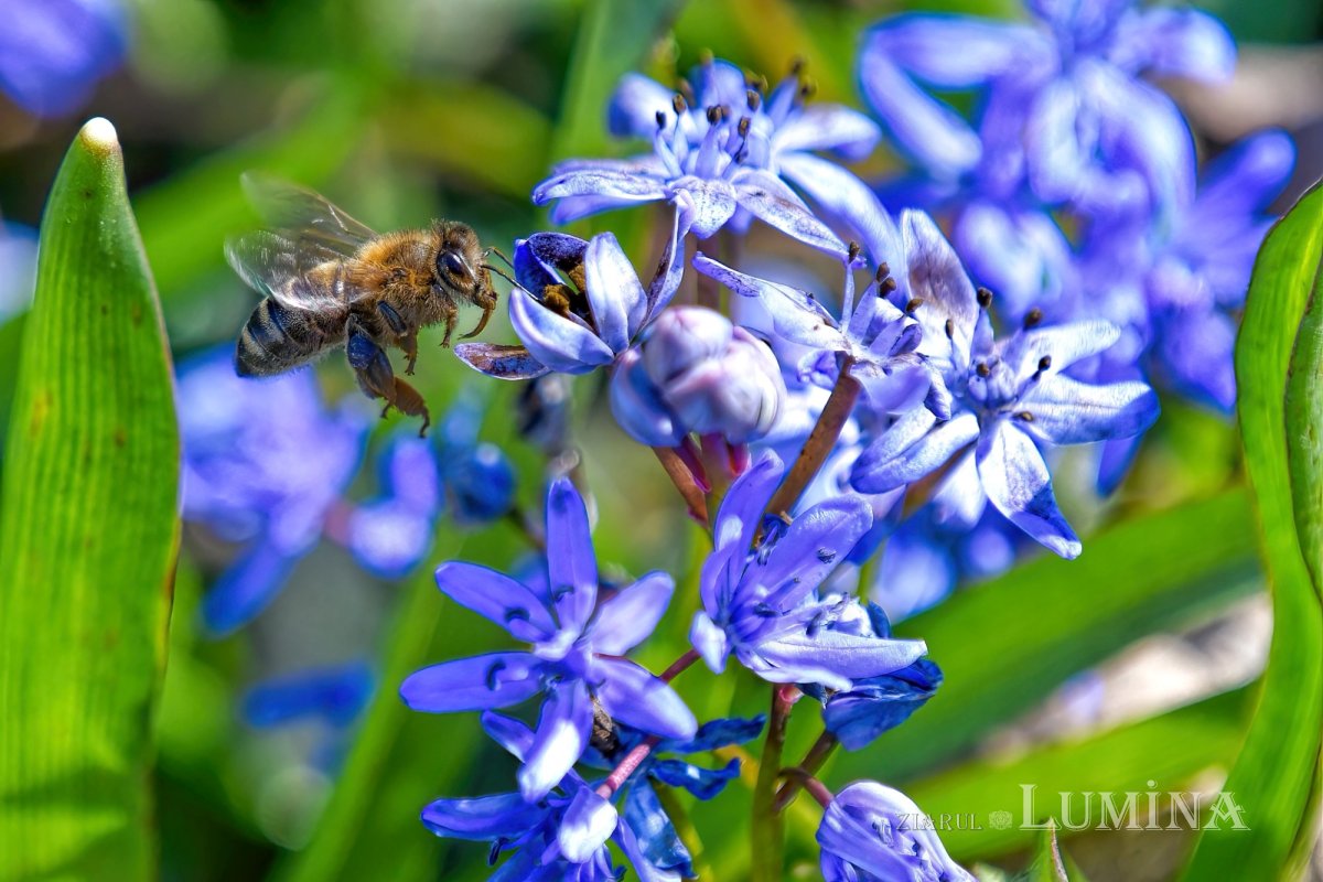 Sclipirile Luminii: Primăvară în Parcul „Grădina Maicii Domnului” al Reşedinţei Patriarhale - 2025 327121