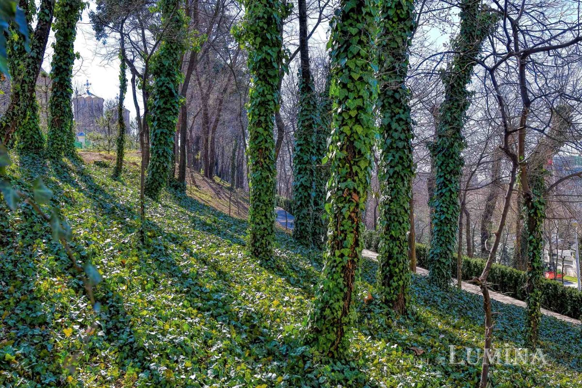 Sclipirile Luminii: Primăvară în Parcul „Grădina Maicii Domnului” al Reşedinţei Patriarhale - 2025 327122