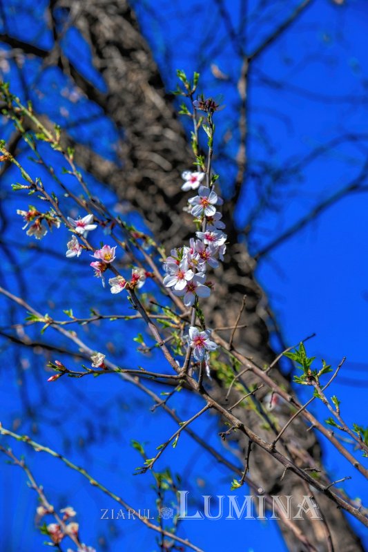 Sclipirile Luminii: Primăvară în Parcul „Grădina Maicii Domnului” al Reşedinţei Patriarhale - 2025 327123