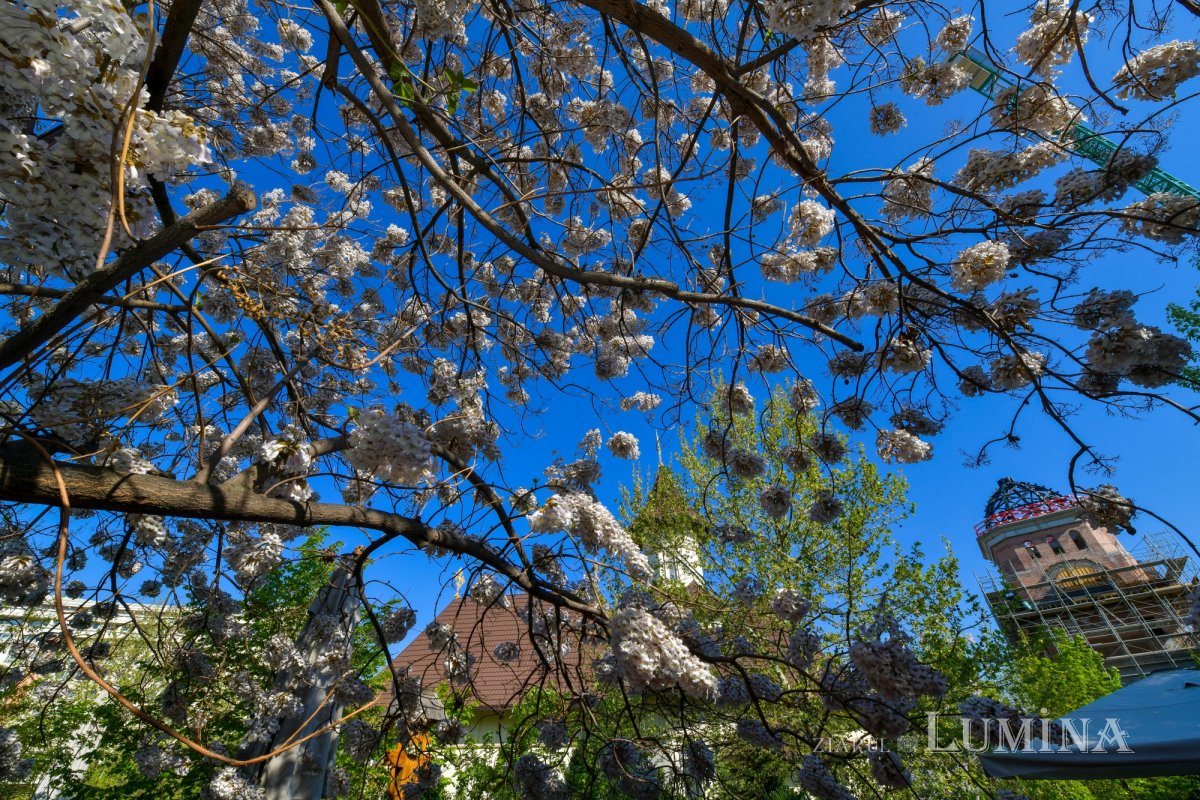 Hramul Paraclisului Catedralei Naționale 329442