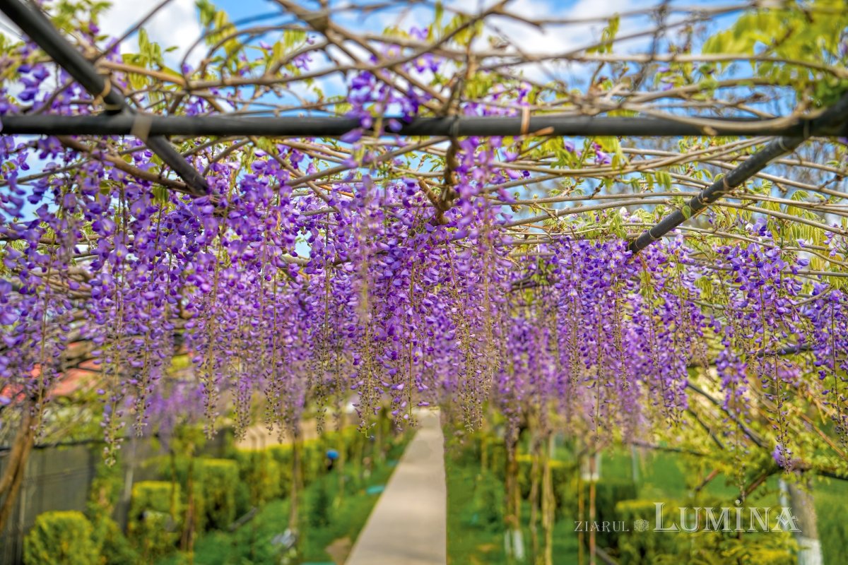 Pelerini la „Via Domnului” 330664