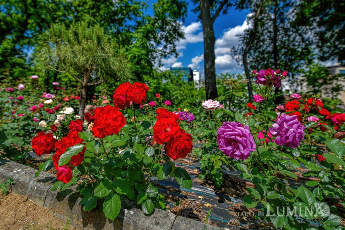 Sclipirile Luminii: Parcul „Grădina Maicii Domnului” al Reşedinţei Patriarhale din Bucureşti 333009