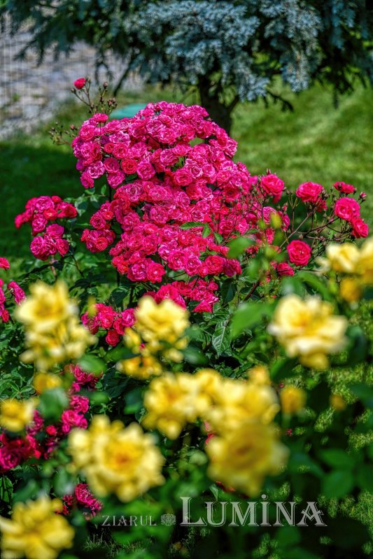 Sclipirile Luminii: Ostrovul Mănăstirii Cernica din judeţul Ilfov 335635