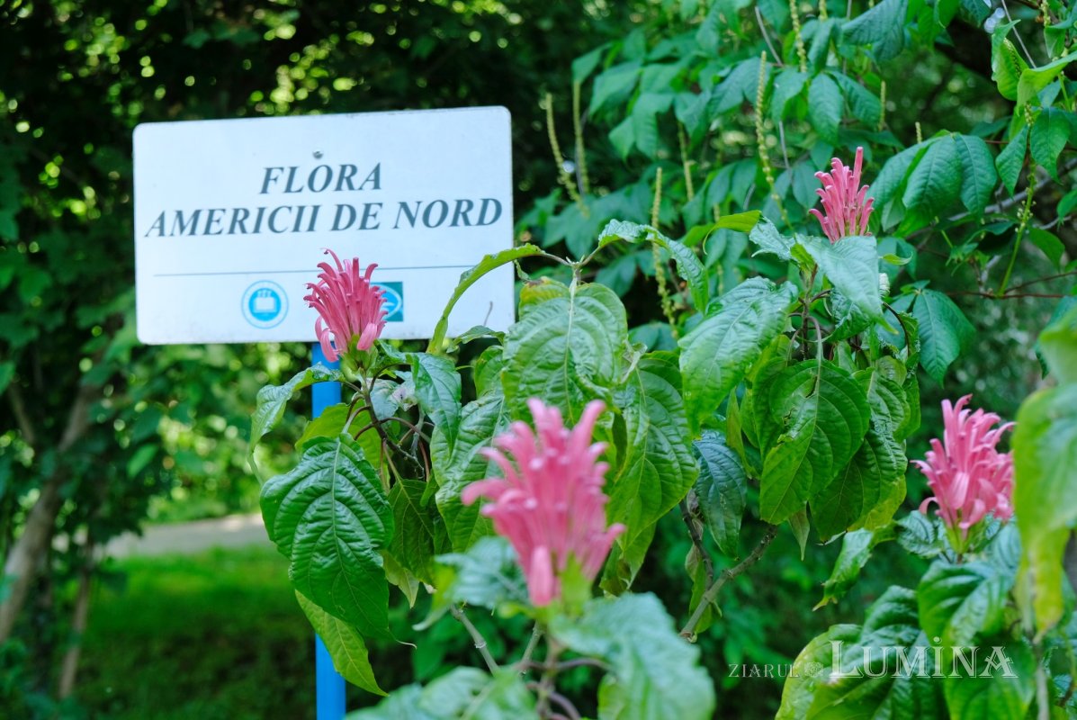 Plimbare printre zece mii de specii de plante 344797