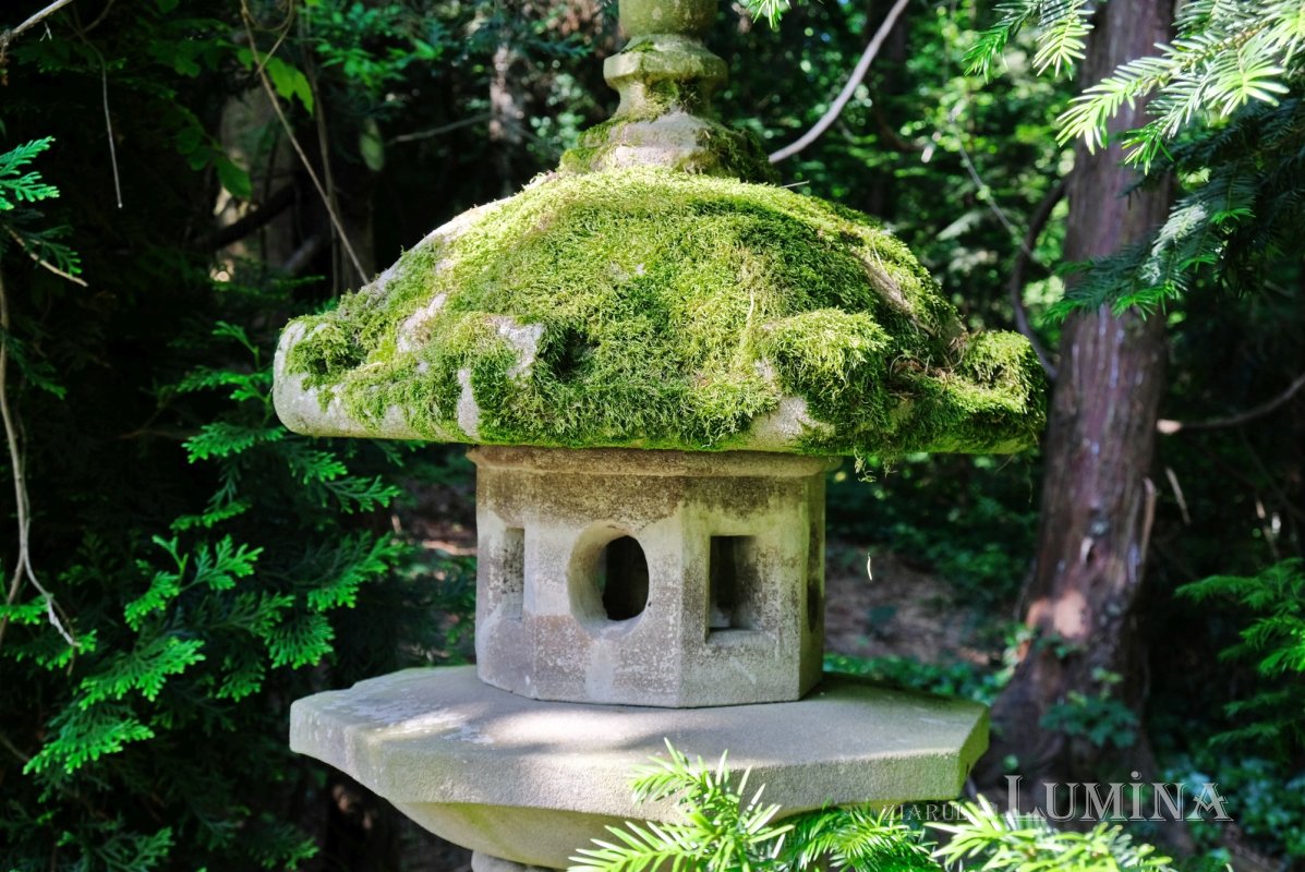 Plimbare printre zece mii de specii de plante 344799