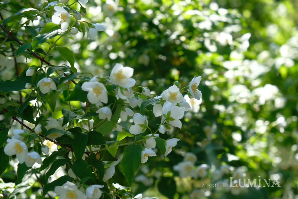 Plimbare printre zece mii de specii de plante 344800