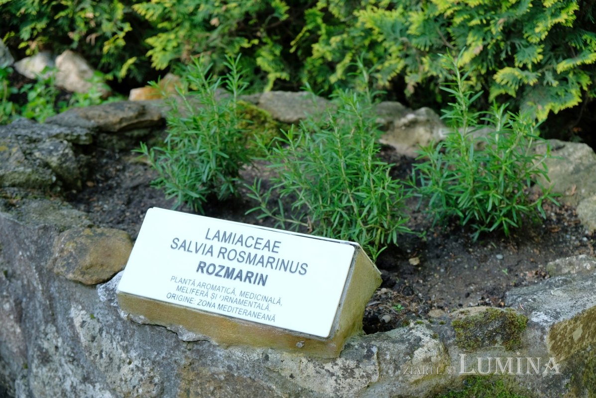 Plimbare printre zece mii de specii de plante 344803