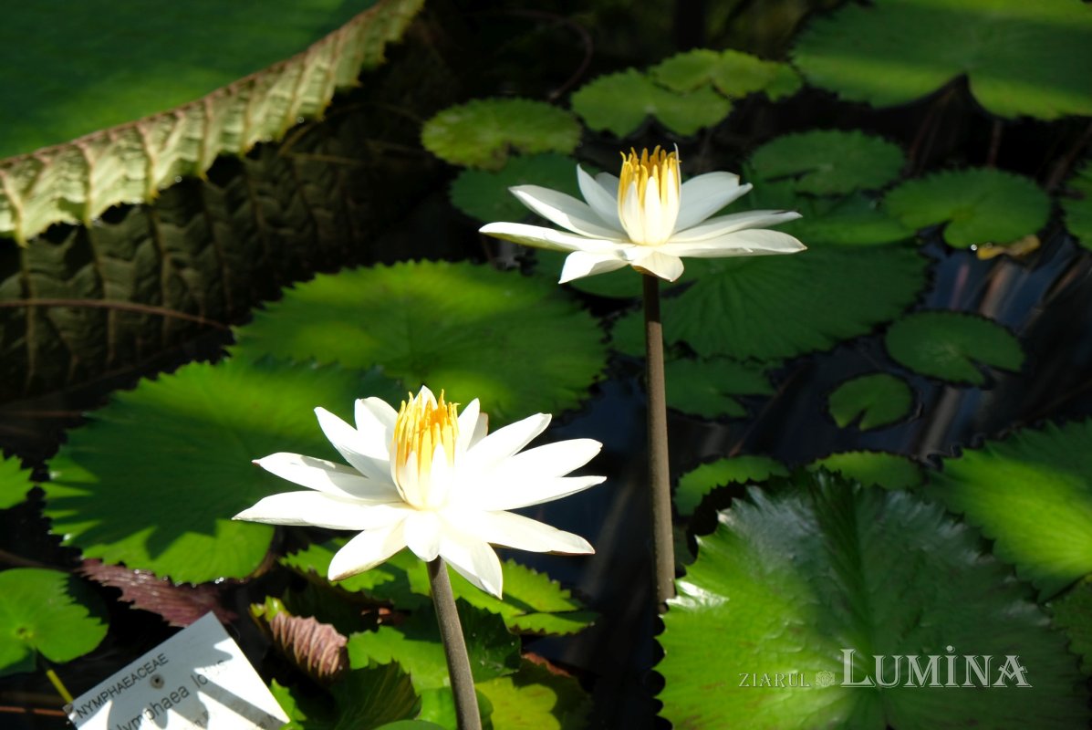 Plimbare printre zece mii de specii de plante 344807