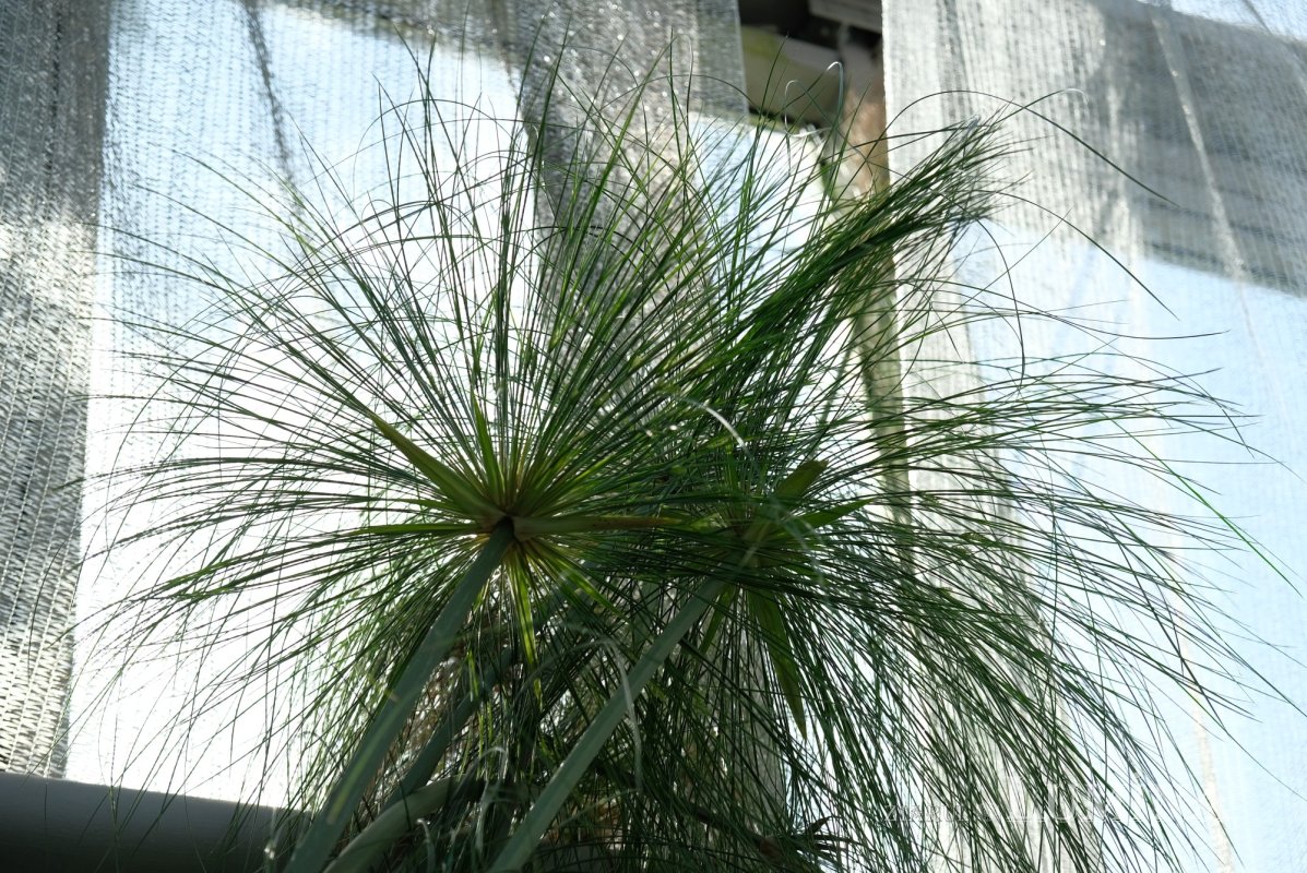 Plimbare printre zece mii de specii de plante 344808