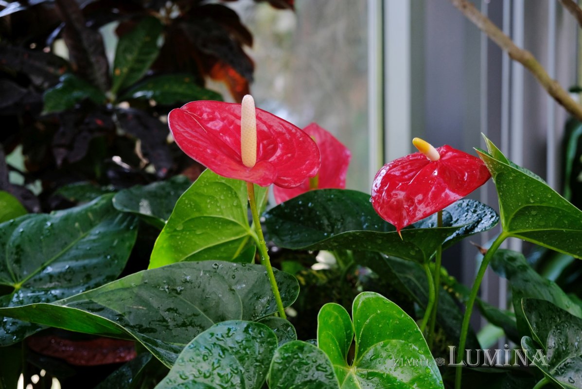 Plimbare printre zece mii de specii de plante 344809