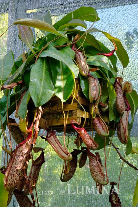 Plimbare printre zece mii de specii de plante 344811